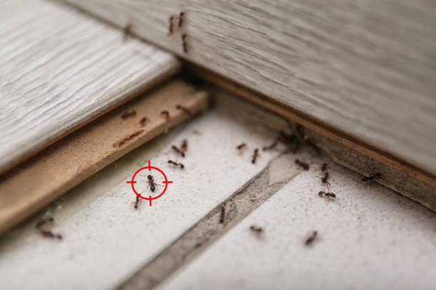 Best Termite Control Services  in Kinsey, AL