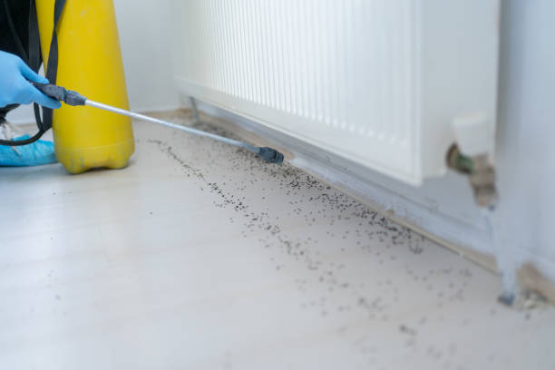 Best Insect Control  in Kinsey, AL